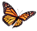 butterfly phyllis pilgrim
